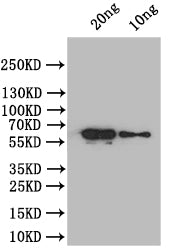 Western Blot
Positive WB detected in: recombinant protein
All lanes: At5g42100 Antibody at 1:1000
Secondary
Goat polyclonal to rabbit IgG at 1/50000 dilution
Predicted band size: 66 kDa
Observed band size: 66 kDa