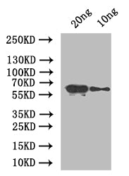 Western Blot
Positive WB detected in: recombinant protein
All lanes: At5g42100 Antibody at 1:1000
Secondary
Goat polyclonal to rabbit IgG at 1/50000 dilution
Predicted band size: 66 kDa
Observed band size: 66 kDa