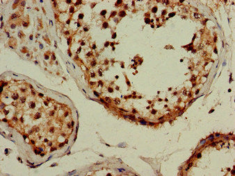 Immunohistochemistry of paraffin-embedded human testis tissue using CSB-PA887936LA01HU at dilution of 1:100