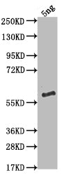 Western Blot
Positive WB detected in Recombinant protein
All lanes: VAV antibody at 1:2000
Secondary
Goat polyclonal to rabbit IgG at 1/50000 dilution
Predicted band size: 57.4 kDa
Observed band size: 58 kDa