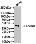 Western Blot
Positive WB detected in: recombinant protein
All lanes: onecut Antibody at 1:1000
Secondary
Goat polyclonal to rabbit IgG at 1/50000 dilution
Predicted band size: 37 kDa
Observed band size: 50 kDa