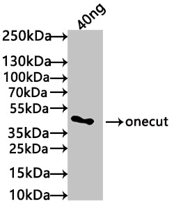 Western Blot
Positive WB detected in: recombinant protein
All lanes: onecut Antibody at 1:1000
Secondary
Goat polyclonal to rabbit IgG at 1/50000 dilution
Predicted band size: 37 kDa
Observed band size: 50 kDa