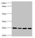 Western blot All lanes: NDUFA13 antibody at 3.97ug/ml Lane 1: 293T whole cell lysate Lane 2: Hela whole cell lysate Lane 3: Jurkat whole cell lysate Lane 4: MCF-7 whole cell lysate Secondary Goat polyclonal to rabbit IgG at 1/10000 dilution Predicted band size: 17, 25 kDa Observed band size: 25 kDa