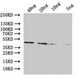 Western Blot
Positive WB detected in: recombinant protein
All lanes:adhE Antibody at 1:1000
Secondary
Goat polyclonal to rabbit IgG at 1/50000 dilution
Predicted band size: 45 kDa
Observed band size: 45 kDa