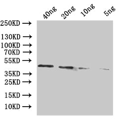 Western Blot
Positive WB detected in: recombinant protein
All lanes:adhE Antibody at 1:1000
Secondary
Goat polyclonal to rabbit IgG at 1/50000 dilution
Predicted band size: 45 kDa
Observed band size: 45 kDa