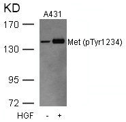 Western blot analysis of extracts from A431 cells untreated or treated with HGF using Met(Phospho-Tyr1234) Antibody.