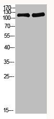 Western Blot analysis of 1,mouse-heart 3,mouse-brain cells using primary antibody diluted at 1:1000(4°C overnight). Secondary antibody:Goat Anti-rabbit IgG IRDye 800( diluted at 1:5000, 25°C, 1 hour)