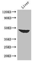 Western Blot
Positive WB detected in: Mouse liver tissue
All lanes: AFF4 antibody at 2.7ug/ml
Secondary
Goat polyclonal to rabbit IgG at 1/50000 dilution
Predicted band size: 127, 98, 39 kDa
Observed band size: 39 kDa