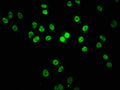 Immunofluorescence staining of Hela cells with CSB-PA890939LA01HU at 1:133, counter-stained with DAPI. The cells were fixed in 4% formaldehyde, permeabilized using 0.2% Triton X-100 and blocked in 10% normal Goat Serum. The cells were then incubated with the antibody overnight at 4°C. The secondary antibody was Alexa Fluor 488-congugated AffiniPure Goat Anti-Rabbit IgG(H+L).