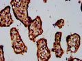 IHC image of CSB-PA890943LA01HU diluted at 1:400 and staining in paraffin-embedded human placenta tissue performed on a Leica BondTM system. After dewaxing and hydration, antigen retrieval was mediated by high pressure in a citrate buffer (pH 6.0). Section was blocked with 10% normal goat serum 30min at RT. Then primary antibody (1% BSA) was incubated at 4&deg;C overnight. The primary is detected by a biotinylated secondary antibody and visualized using an HRP conjugated SP system.
