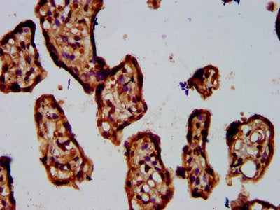 IHC image of CSB-PA890943LA01HU diluted at 1:400 and staining in paraffin-embedded human placenta tissue performed on a Leica BondTM system. After dewaxing and hydration, antigen retrieval was mediated by high pressure in a citrate buffer (pH 6.0). Section was blocked with 10% normal goat serum 30min at RT. Then primary antibody (1% BSA) was incubated at 4&deg;C overnight. The primary is detected by a biotinylated secondary antibody and visualized using an HRP conjugated SP system.