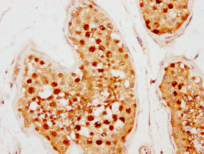 IHC image of CSB-PA891470LA01HU diluted at 1:500 and staining in paraffin-embedded human testis tissue performed on a Leica BondTM system. After dewaxing and hydration, antigen retrieval was mediated by high pressure in a citrate buffer (pH 6.0). Section was blocked with 10% normal goat serum 30min at RT. Then primary antibody (1% BSA) was incubated at 4°C overnight. The primary is detected by a biotinylated secondary antibody and visualized using an HRP conjugated SP system.