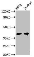 Western Blot
Positive WB detected in: K562 whole cell lysate, Jurkat whole cell lysate
All lanes: PURG antibody at 5µg/ml
Secondary
Goat polyclonal to rabbit IgG at 1/50000 dilution
Predicted band size: 40, 37 kDa
Observed band size: 40 kDa