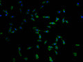Immunofluorescence staining of MCF-7 cells with CSB-PA891537LA11HU at 1:100, counter-stained with DAPI. The cells were fixed in 4% formaldehyde and blocked in 10% normal Goat Serum. The cells were then incubated with the antibody overnight at 4°C. The secondary antibody was Alexa Fluor 488-congugated AffiniPure Goat Anti-Rabbit IgG(H+L).