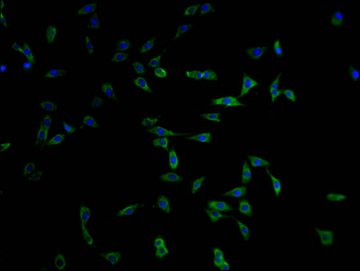 Immunofluorescence staining of MCF-7 cells with CSB-PA891537LA11HU at 1:100, counter-stained with DAPI. The cells were fixed in 4% formaldehyde and blocked in 10% normal Goat Serum. The cells were then incubated with the antibody overnight at 4°C. The secondary antibody was Alexa Fluor 488-congugated AffiniPure Goat Anti-Rabbit IgG(H+L).