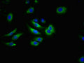 Immunofluorescent analysis of A549 cells using CSB-PA891568LA01HU at dilution of 1:100 and Alexa Fluor 488-congugated AffiniPure Goat Anti-Rabbit IgG(H+L)