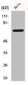 Western Blot analysis of COLO205 cells using Ku-70 Polyclonal Antibody