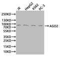 AGO2 Antibody