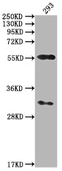 Western Blot
Positive WB detected in: 293 whole cell lysate
All lanes: CAMK2A antibody at 1:2000
Secondary
Goat polyclonal to rabbit IgG at 1/50000 dilution
Predicted band size: 55, 56 kDa
Observed band size: 55 kDa