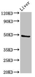 Western Blot
Positive WB detected in: Rat liver tissue
All lanes: PACSIN3 antibody at 2.7ug/ml
Secondary
Goat polyclonal to rabbit IgG at 1/50000 dilution
Predicted band size: 49 kDa
Observed band size: 49 kDa