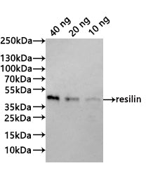 Western Blot
Positive WB detected in: recombinant protein
All lanes:resilin Antibody at 1:1000
Secondary
Goat polyclonal to rabbit IgG at 1/20000 dilution
Predicted band size: 32.4 kDa
Observed band size: 39 kDa