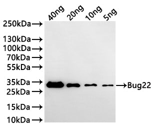 Western Blot
Positive WB detected in: recombinant protein
All lanes:Bug22 Antibody at 1:1000
Secondary
Goat polyclonal to rabbit IgG at 1/20000 dilution
Predicted band size: 30.2 kDa
Observed band size: 30 kDa