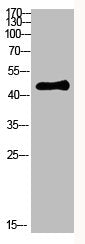 Western Blot analysis of HEPG2 cells using Antibody diluted at 800