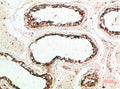 Immunohistochemical analysis of paraffin-embedded human-testis, antibody was diluted at 1:200