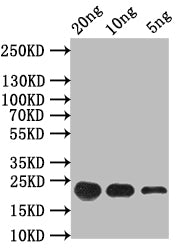 Western Blot
Positive WB detected in: recombinant protein
All lanes: FMRFaR Antibody at 1:1000
Secondary
Goat polyclonal to rabbit IgG at 1/50000 dilution
Predicted band size: 23 kDa
Observed band size: 23 kDa