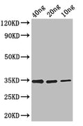 Western Blot
Positive WB detected in: recombinant protein
All lanes: FMRFaR Antibody at 1:1000
Secondary
Goat polyclonal to rabbit IgG at 1/50000 dilution
Predicted band size: 33 kDa
Observed band size: 33 kDa