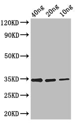 Western Blot
Positive WB detected in: recombinant protein
All lanes: FMRFaR Antibody at 1:1000
Secondary
Goat polyclonal to rabbit IgG at 1/50000 dilution
Predicted band size: 33 kDa
Observed band size: 33 kDa