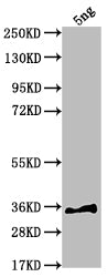 Western Blot
Positive WB detected in Recombinant protein
All lanes: sfl antibody at 1:2000
Secondary
Goat polyclonal to rabbit IgG at 1/50000 dilution
Predicted band size: 33.1 kDa
Observed band size: 34 kDa