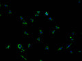 Immunofluorescence staining of SH-SY5Y cells with CSB-PA896527LA01HU at 1:100, counter-stained with DAPI. The cells were fixed in 4% formaldehyde and blocked in 10% normal Goat Serum. The cells were then incubated with the antibody overnight at 4°C. The secondary antibody was Alexa Fluor 488-congugated AffiniPure Goat Anti-Rabbit IgG(H+L).