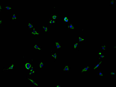 Immunofluorescence staining of SH-SY5Y cells with CSB-PA896527LA01HU at 1:100, counter-stained with DAPI. The cells were fixed in 4% formaldehyde and blocked in 10% normal Goat Serum. The cells were then incubated with the antibody overnight at 4°C. The secondary antibody was Alexa Fluor 488-congugated AffiniPure Goat Anti-Rabbit IgG(H+L).