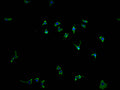 Immunofluorescence staining of SH-SY5Y cells with CSB-PA896527LA11HU at 1:200, counter-stained with DAPI. The cells were fixed in 4% formaldehyde and blocked in 10% normal Goat Serum. The cells were then incubated with the antibody overnight at 4°C. The secondary antibody was Alexa Fluor 488-congugated AffiniPure Goat Anti-Rabbit IgG(H+L).