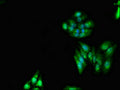 Immunofluorescent analysis of HepG2 cells using CSB-PA897080LA01HU at dilution of 1:100 and Alexa Fluor 488-congugated AffiniPure Goat Anti-Rabbit IgG(H+L)