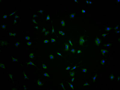 Immunofluorescence staining of SH-SY5Y cells with CSB-PA897505LA01HU at 1:100, counter-stained with DAPI. The cells were fixed in 4% formaldehyde and blocked in 10% normal Goat Serum. The cells were then incubated with the antibody overnight at 4°C. The secondary antibody was Alexa Fluor 488-congugated AffiniPure Goat Anti-Rabbit IgG(H+L).