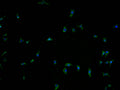 Immunofluorescence staining of SH-SY5Y cells with CSB-PA897505LA11HU at 1:100, counter-stained with DAPI. The cells were fixed in 4% formaldehyde and blocked in 10% normal Goat Serum. The cells were then incubated with the antibody overnight at 4°C. The secondary antibody was Alexa Fluor 488-congugated AffiniPure Goat Anti-Rabbit IgG(H+L).