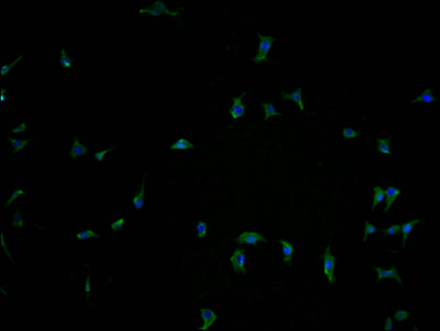 Immunofluorescence staining of SH-SY5Y cells with CSB-PA897505LA11HU at 1:100, counter-stained with DAPI. The cells were fixed in 4% formaldehyde and blocked in 10% normal Goat Serum. The cells were then incubated with the antibody overnight at 4°C. The secondary antibody was Alexa Fluor 488-congugated AffiniPure Goat Anti-Rabbit IgG(H+L).