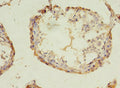 Immunohistochemistry of paraffin-embedded human testis tissue using CSB-PA897539LA01HU at dilution of 1:100