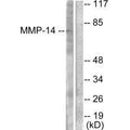 Western blot analysis of extracts from NIH/3T3 cells, using MMP-14 antibody.
