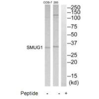 Western blot analysis of extracts from 293 and COS7 cells, using SMUG1 antibody.
