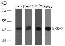 Western blot analysis of extracts from Hela, HepG2, PC12 and HUVEC cells using MEK-2(Ab-394) Antibody.