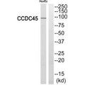 Western blot analysis of extracts from HuvEc cells, using CCDC45 antibody.