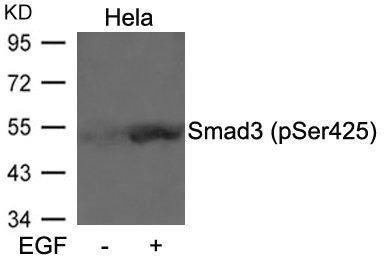 Western blot analysis of extracts from Hela cells untreated or treated with EGF using Smad3(Phospho-Ser425) Antibody.