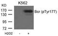 Western blot analysis of extracts from K562 cells untreated or treated with H2O2 using Bcr(Phospho-Tyr177) Antibody.