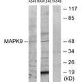 Western blot analysis of extracts from A549 cells and RAW264.7 cells, using MAPK9 antibody.