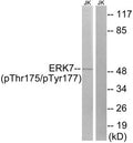 Western blot analysis of extracts from Jurkat cells, using ERK8 (Phospho-Thr175+Tyr177) antibody. The lane on the right is treated with the synthesized peptide.