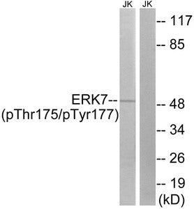 Western blot analysis of extracts from Jurkat cells, using ERK8 (Phospho-Thr175+Tyr177) antibody. The lane on the right is treated with the synthesized peptide.