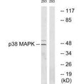 Western blot analysis of extracts from 293 cells, using p38 MAPK (Ab-322) antibody.